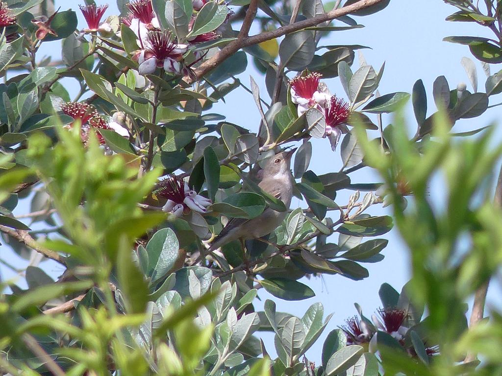 סבכי קוצים--02/05/2013-עמק חפר-עודד דגאי