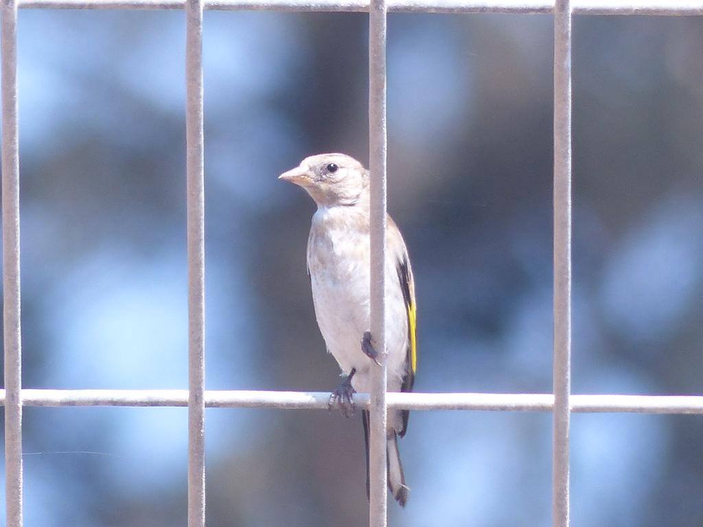 חוחית--09/08/2013-עמק חפר-עודד דגאי