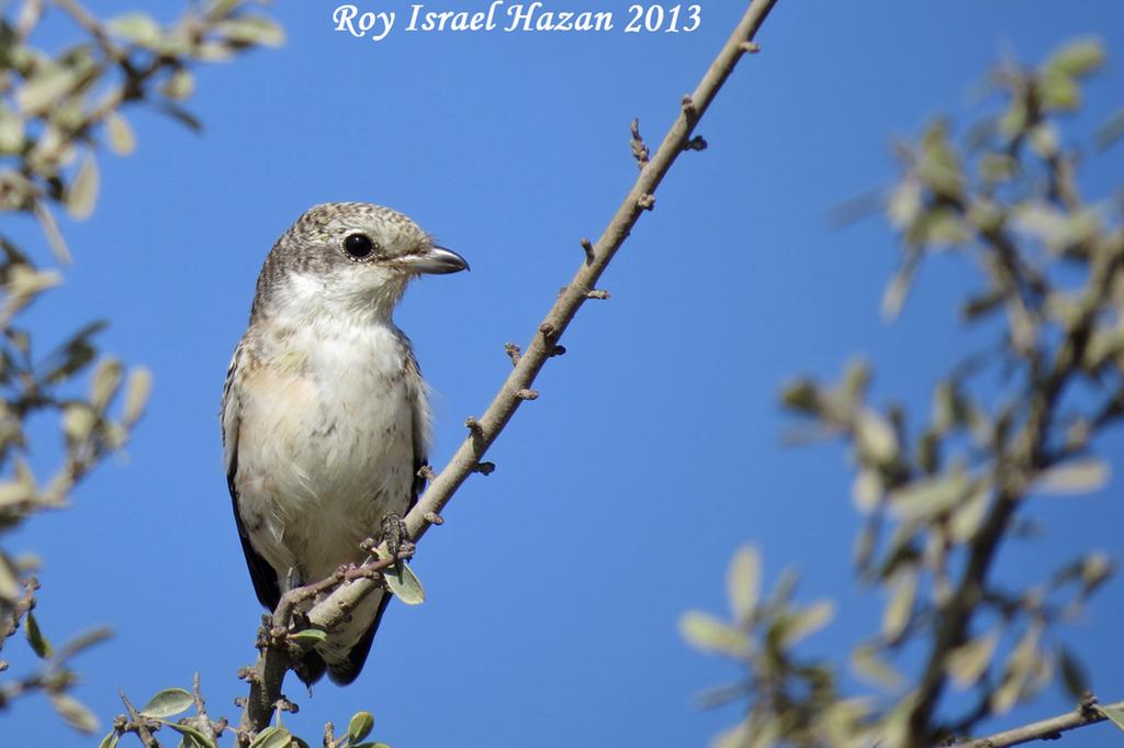 חנקן נובי--17/10/2013-צרעה-רועי ישראל חזן