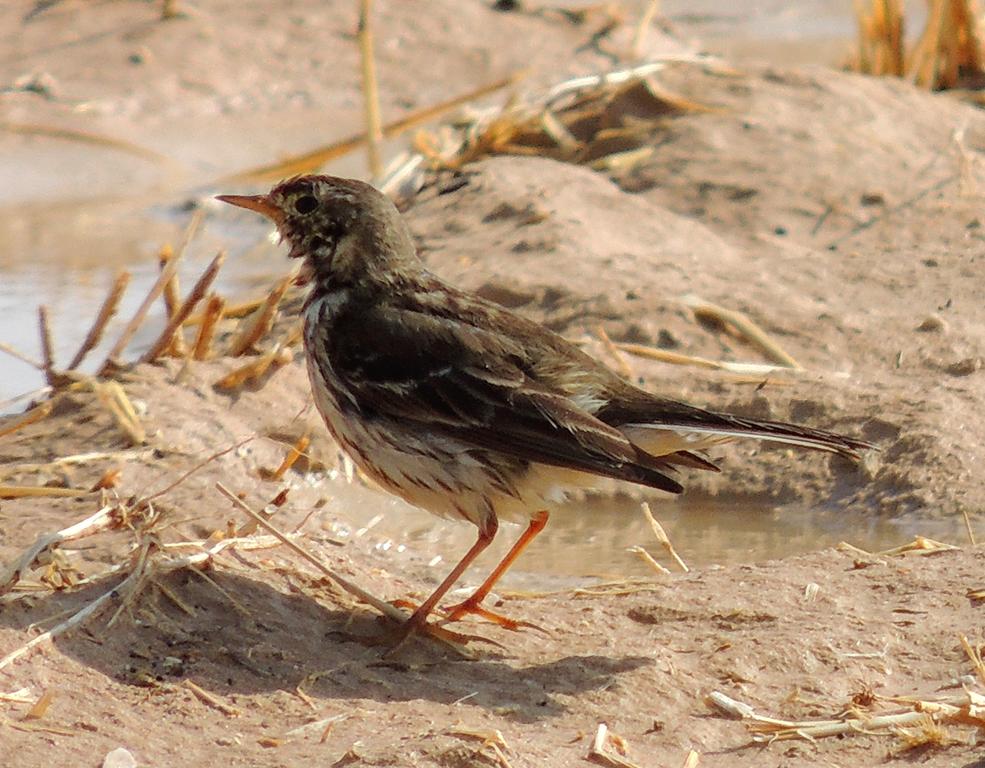 פפיון ממושקף--23/01/2014-יוטבתה-שחר שלו
