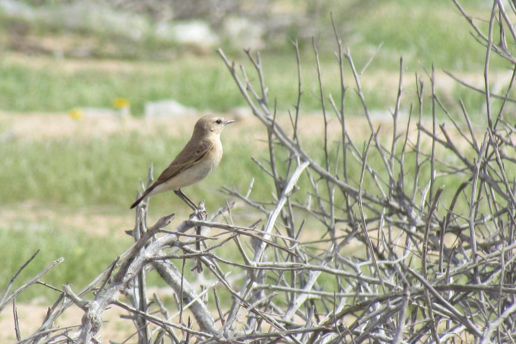 סלעית אירופית--07/04/2014-אשלים-ירון צ'רקה