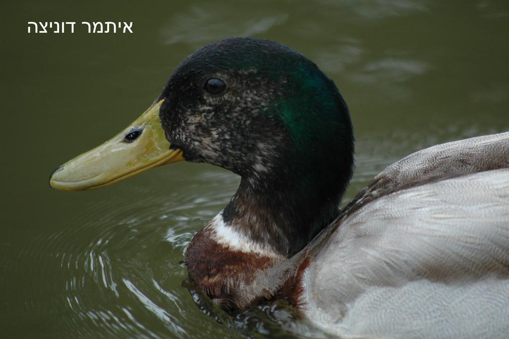 ברכיה- - זכר-20/04/2014-פארק הירקון-איתמר דוניצה