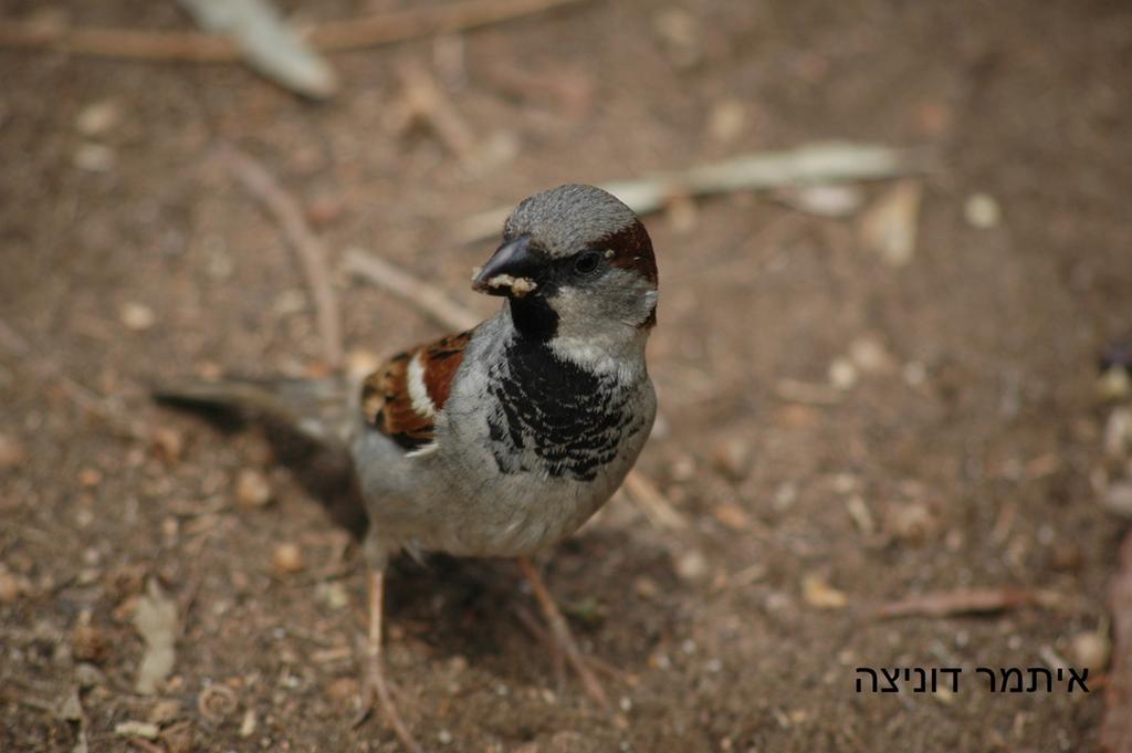 דרור הבית- - זכר-20/04/2014-פארק הירקון-איתמר דוניצה