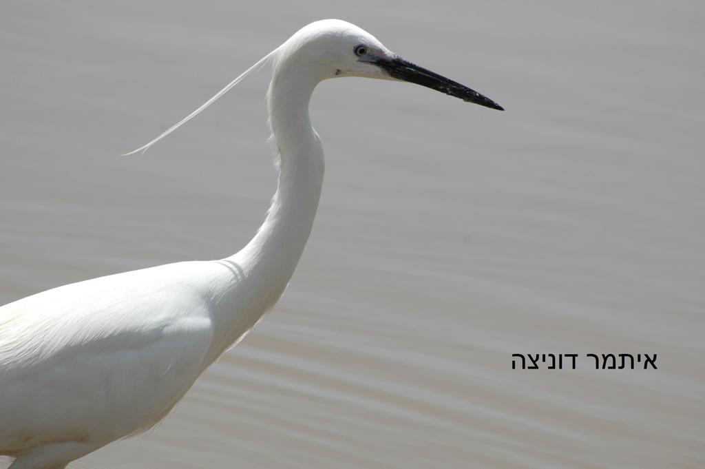 לבנית קטנה--20/04/2014-פארק הירקון-איתמר דוניצה