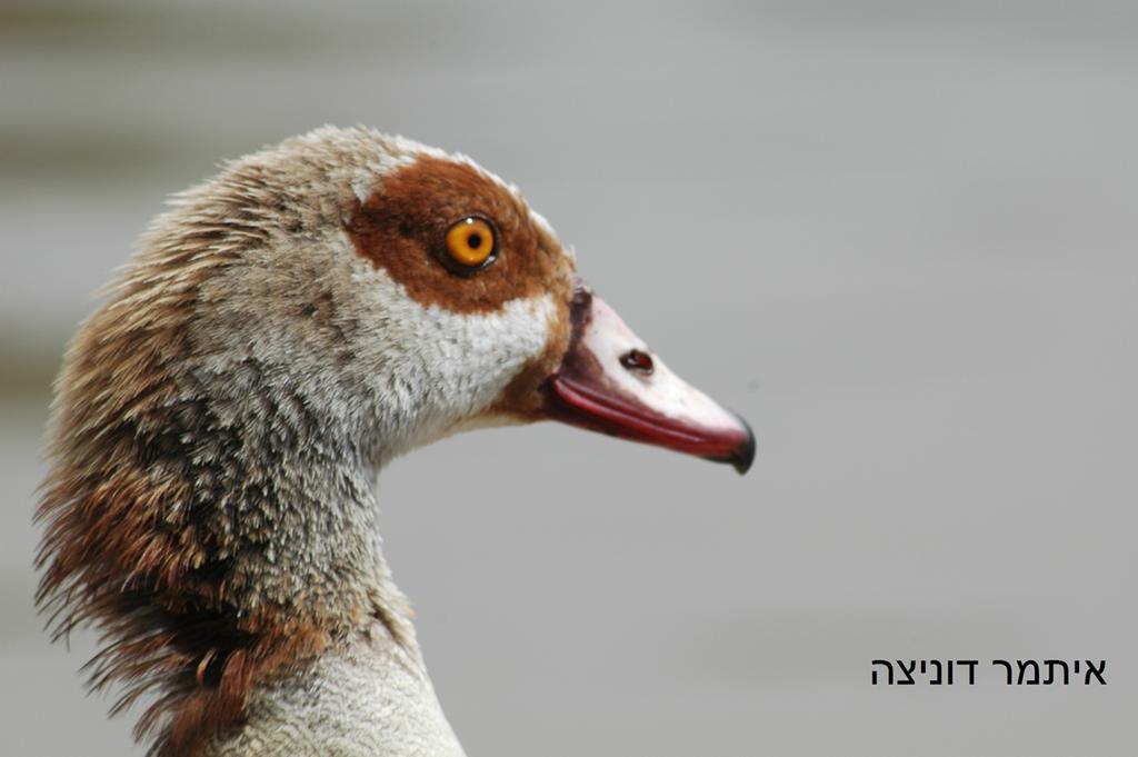 יאורית--20/04/2014-פארק הירקון-איתמר דוניצה