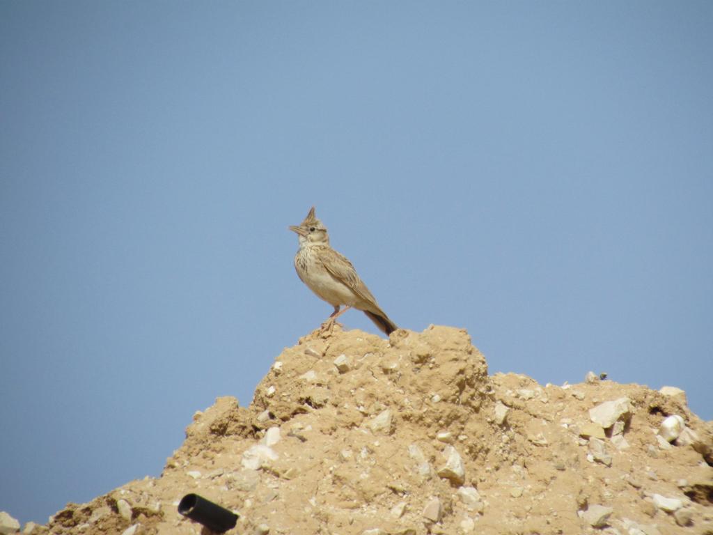 עפרוני מצויץ--30/05/2014-אשלים-ירון צ'רקה