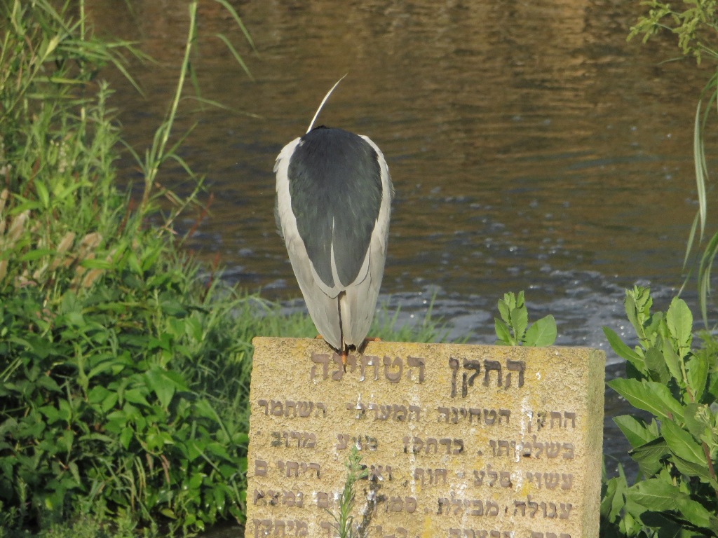אנפת לילה--12/06/2014-פארק הירקון-ויקה לדיז'ינסקיה