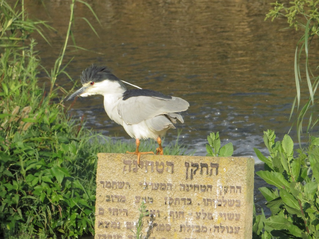 אנפת לילה--12/06/2014-פארק הירקון-ויקה לדיז'ינסקיה