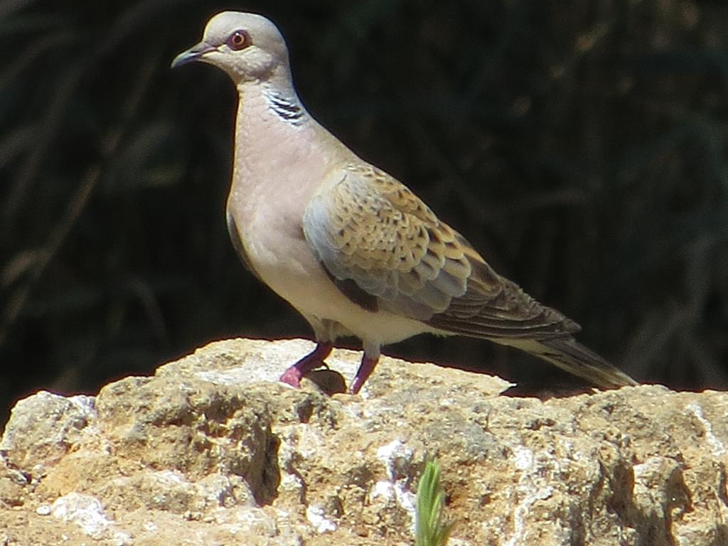 תור מצוי--30/07/2014-פארק הירקון-ויקה לדיז'ינסקיה