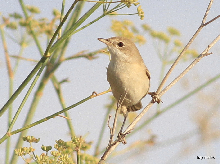 סבכי קוצים- - נקבה-04/08/2014-נחל שילה-טולי מלק