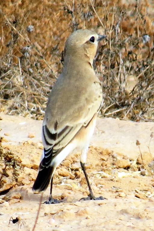 סלעית ערבות--01/09/2014-צאלים-יעקב רזניק זכרו לברכה