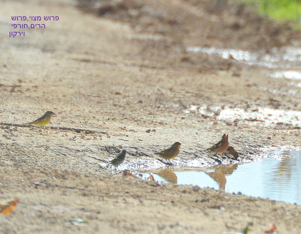 פרוש מצוי--06/11/2014-גוש עציון ובית לחם-יהודה שוורץ