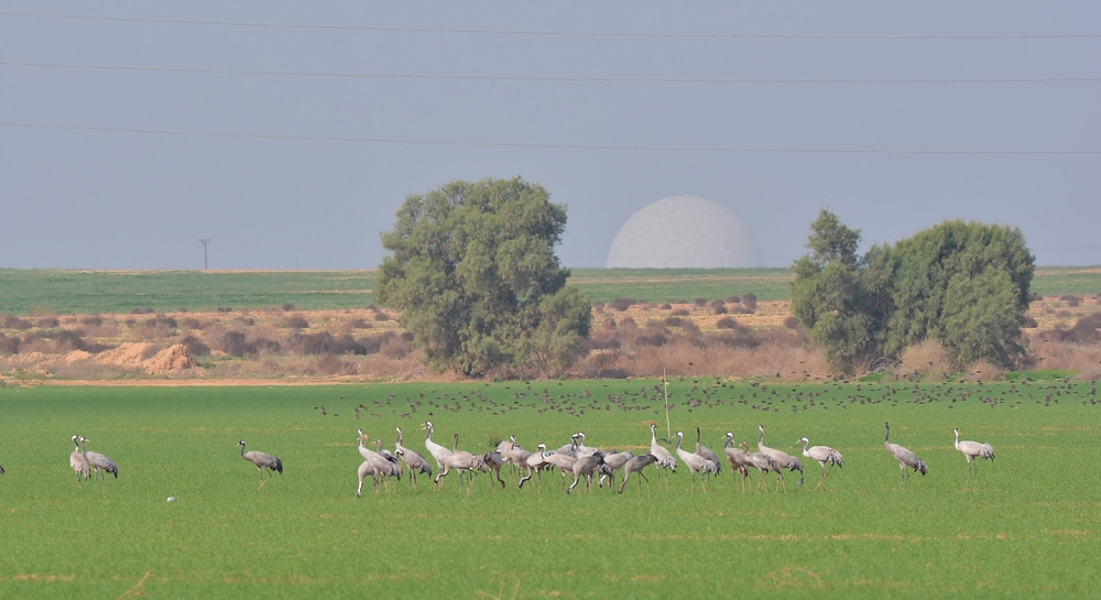 עגור אפור--09/12/2014-אורים - מזרח-צ'גין אולגה