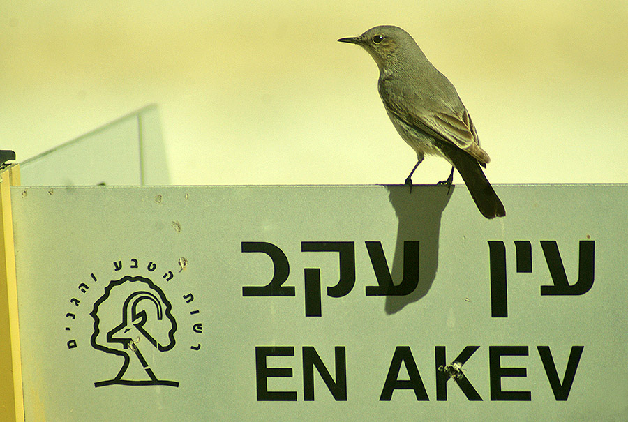 שחור זנב--30/12/2014-נחל צין-אייל שוחט