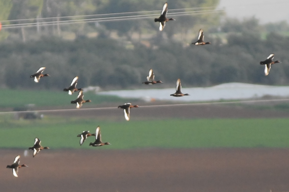 צולל ביצות--01/01/2015-צרעה-דני לוי