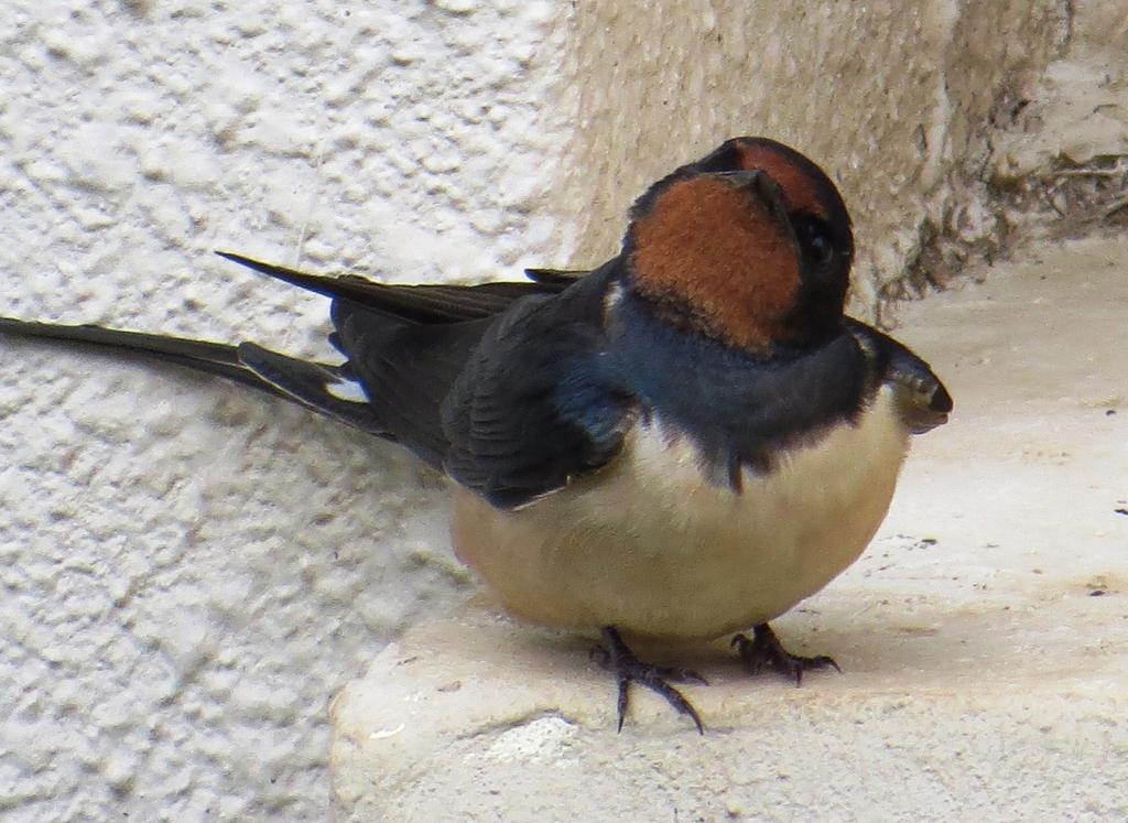 סנונית רפתות--16/01/2015-גמלא-אלדד רזניק