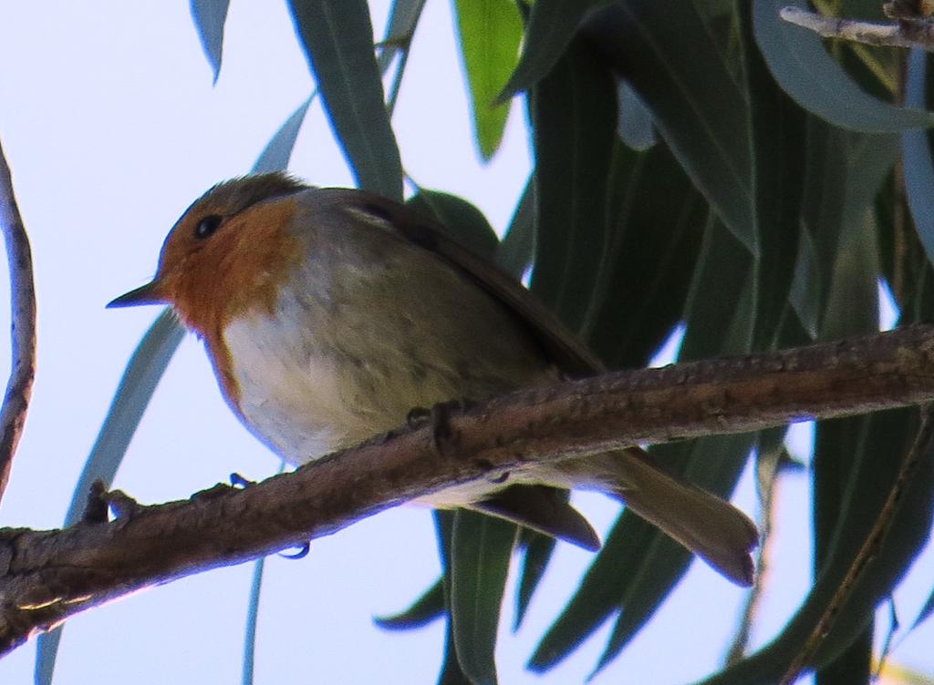 אדום חזה--05/02/2015-יבנה-אלדד רזניק