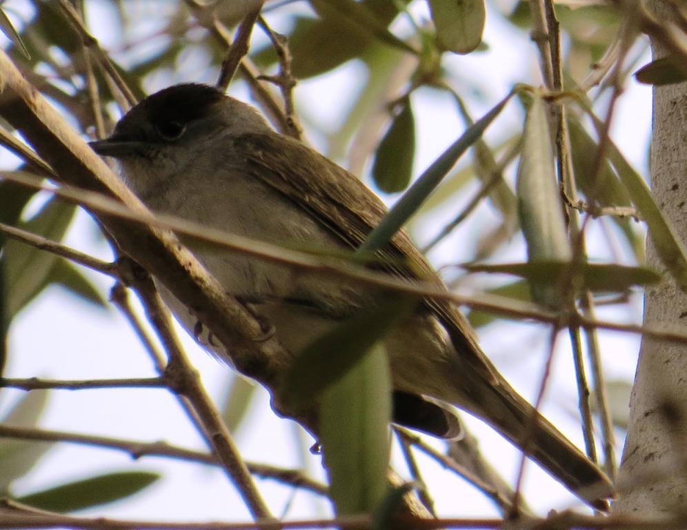 סבכי שחור-כיפה--06/02/2015-יבנה-אלדד רזניק