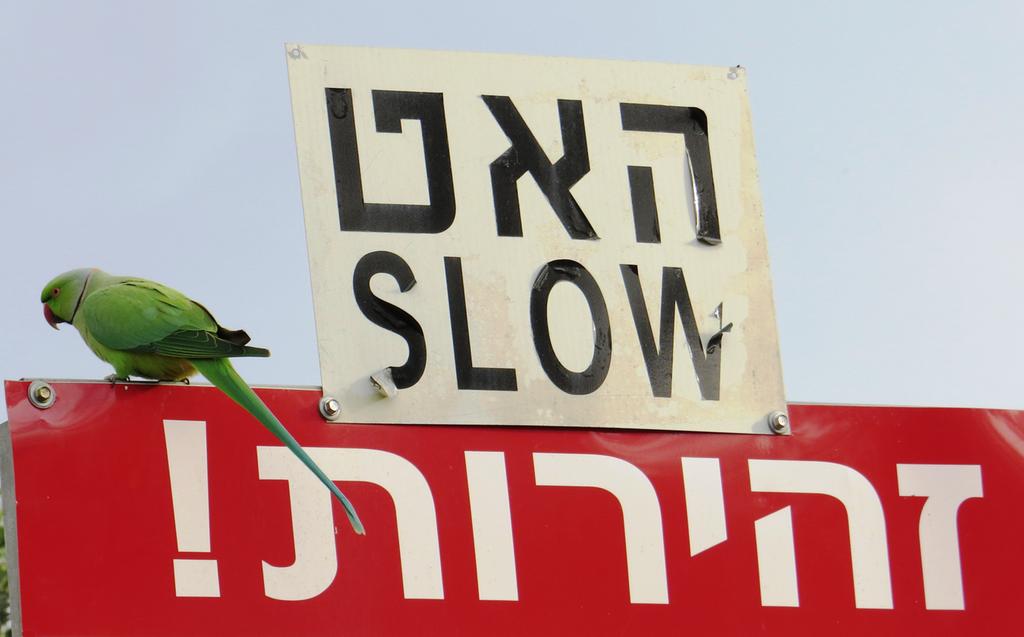 דררה--06/02/2015-יבנה-אלדד רזניק