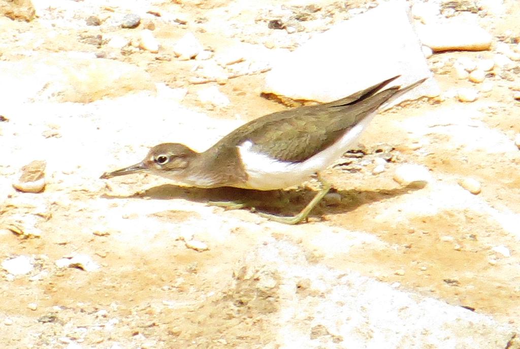 ביצנית לבנת-בטן--13/02/2015-צאלים-אלדד רזניק