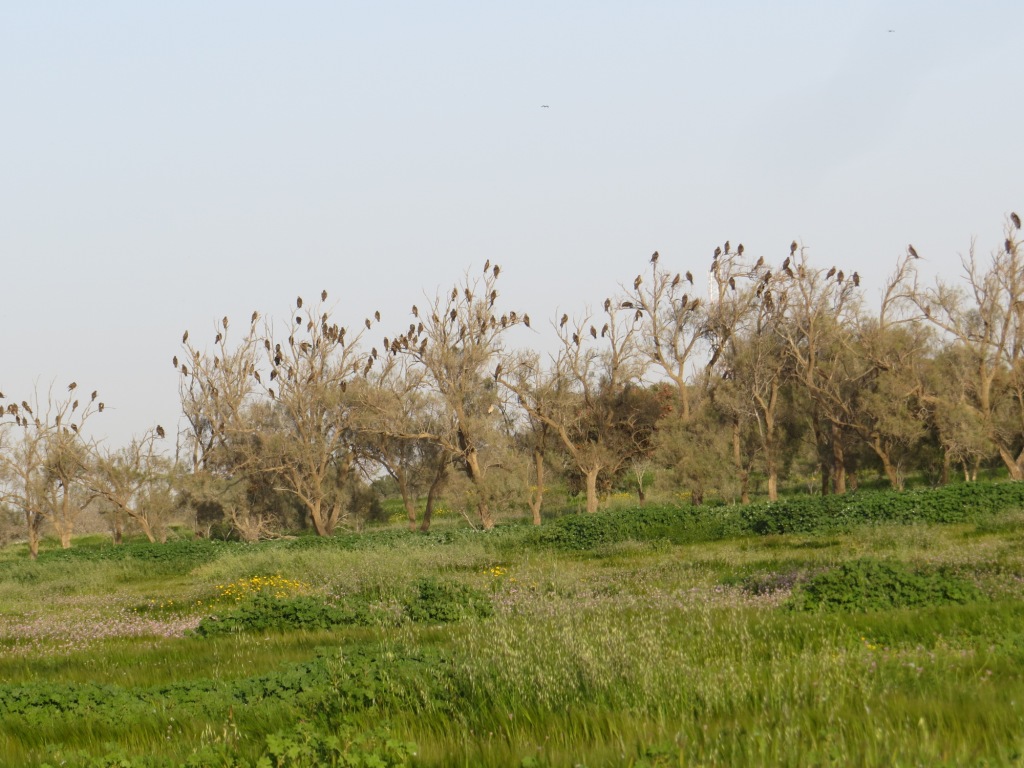 דיה שחורה--06/03/2015-אשל הנשיא-אלדד רזניק