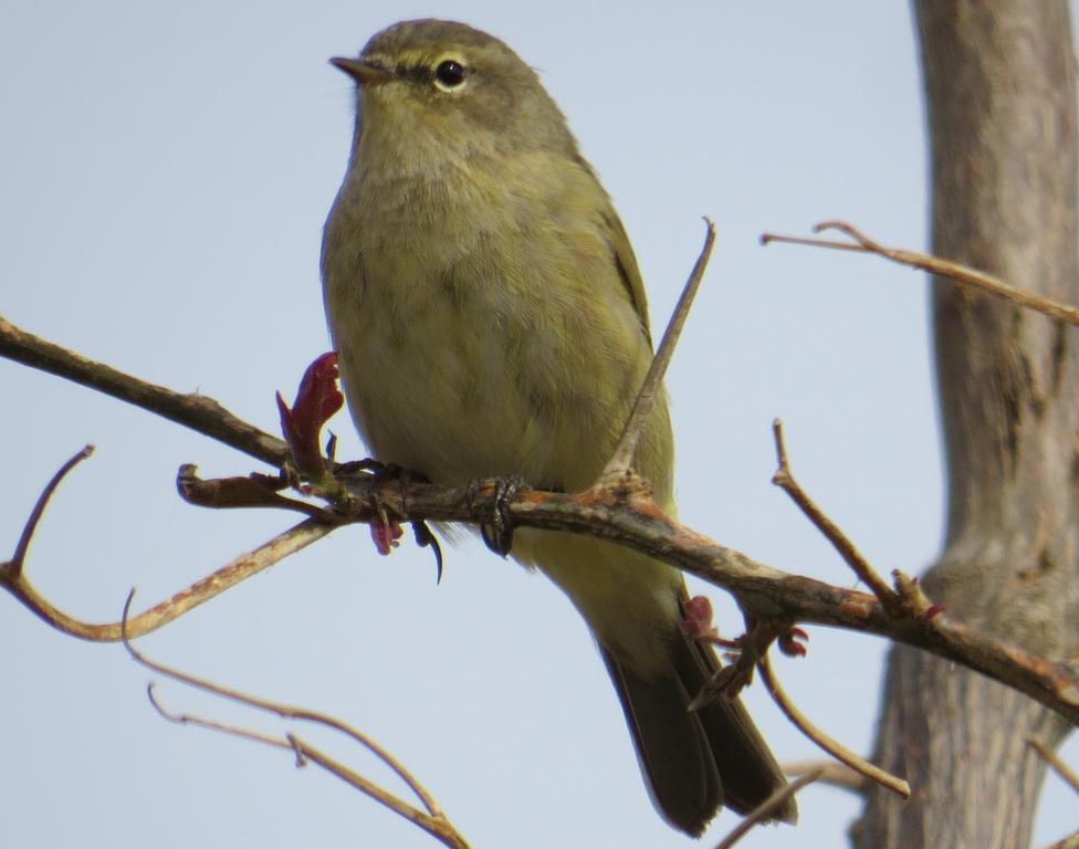 עלווית חורף--09/03/2015-יבנה-אלדד רזניק