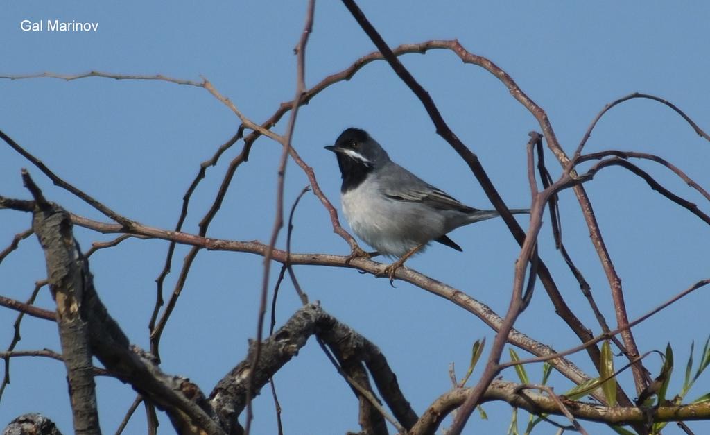 סבכי שחור-גרון--13/03/2015-תל ברוך-גל מרינוב