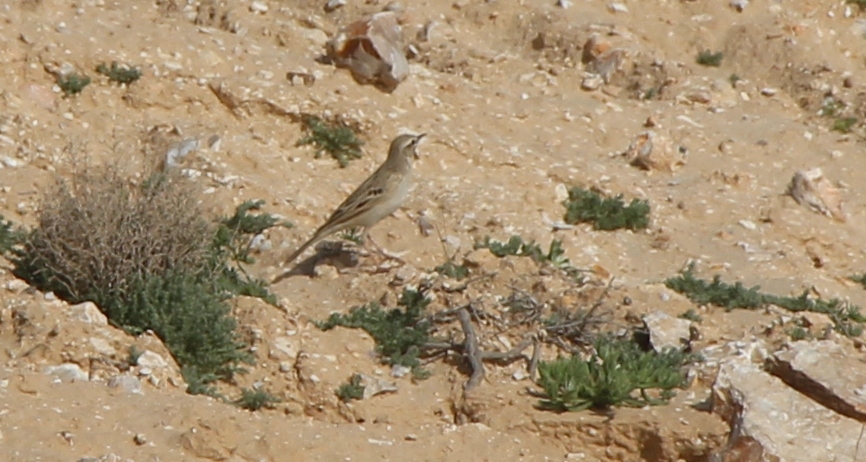 פפיון צהוב--26/03/2015-גבעות צבוע-יצחק כהן