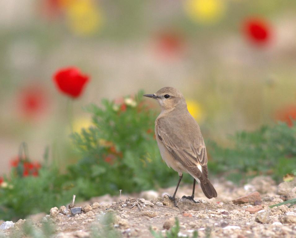 סלעית ערבות- - נקבה-04/04/2015-אשקלון-רמי דוס