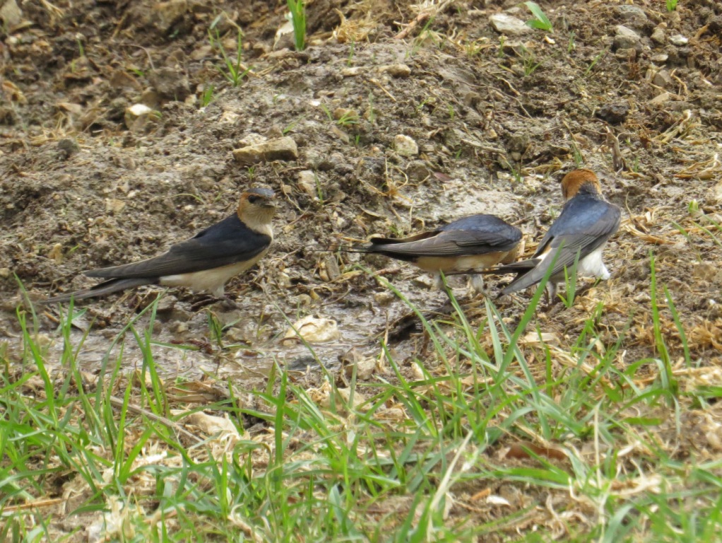 סנונית מערות--04/04/2015-יבנה-אלדד רזניק