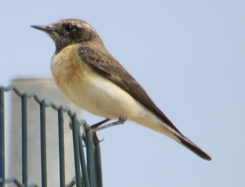 סלעית קיץ--04/04/2015-יבנה-אלדד רזניק