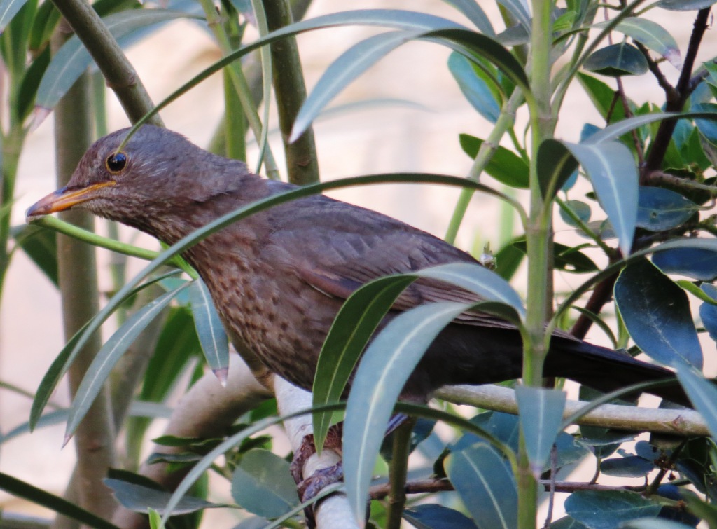 שחרור--04/04/2015-יבנה-אלדד רזניק