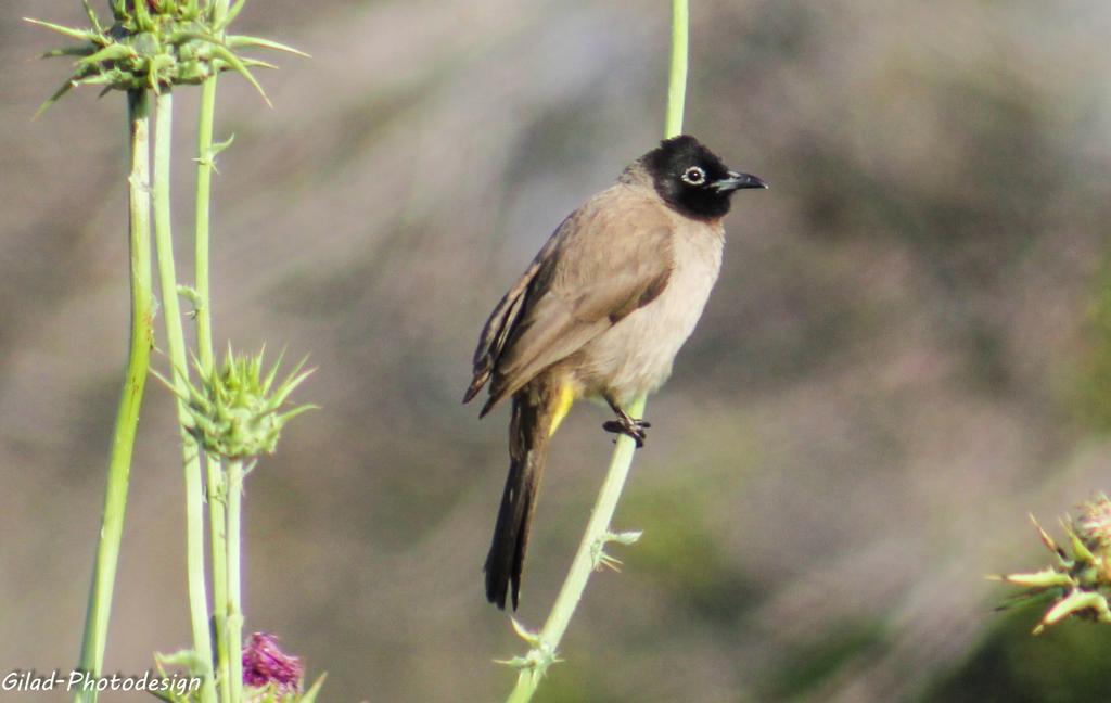 בולבול ממושקף--06/04/2015-יבנה-אלדד רזניק