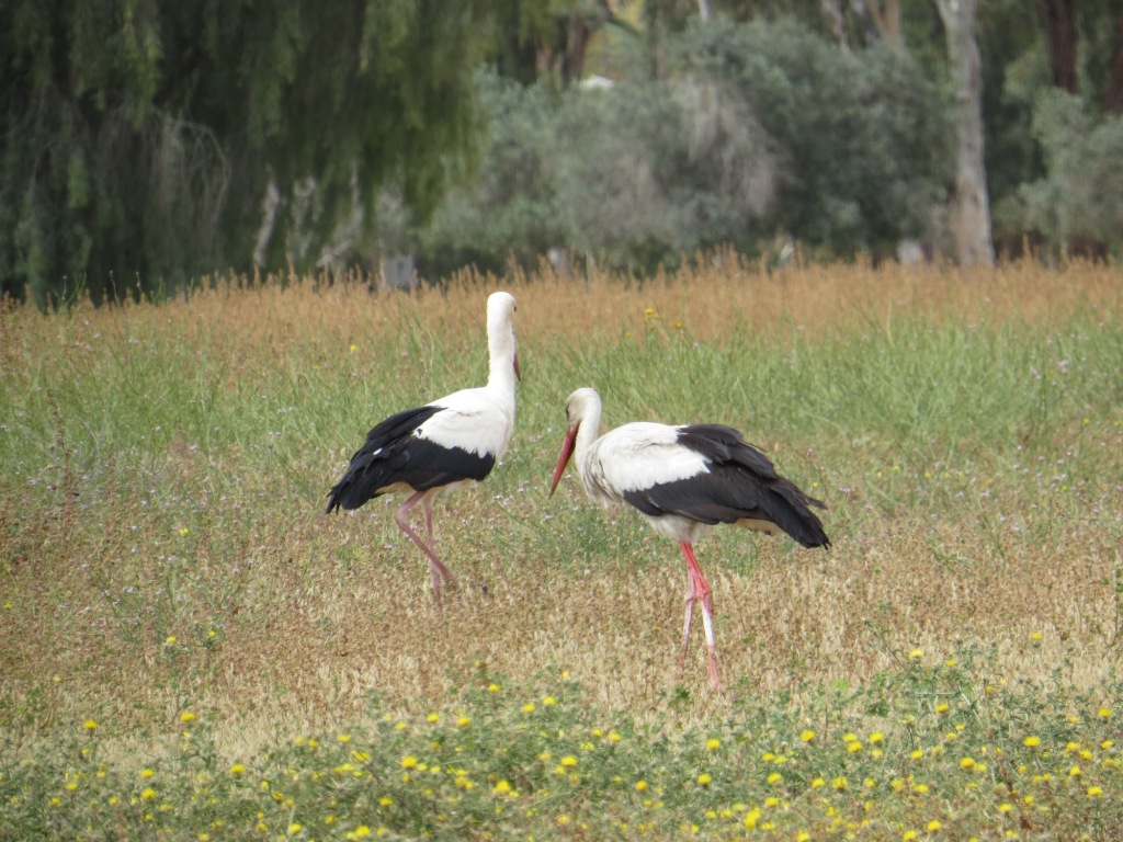 חסידה לבנה--11/04/2015-צאלים-אלדד רזניק