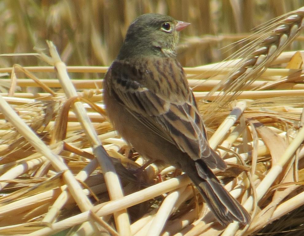 גיבתון גנים--12/04/2015-יבנה-אלדד רזניק