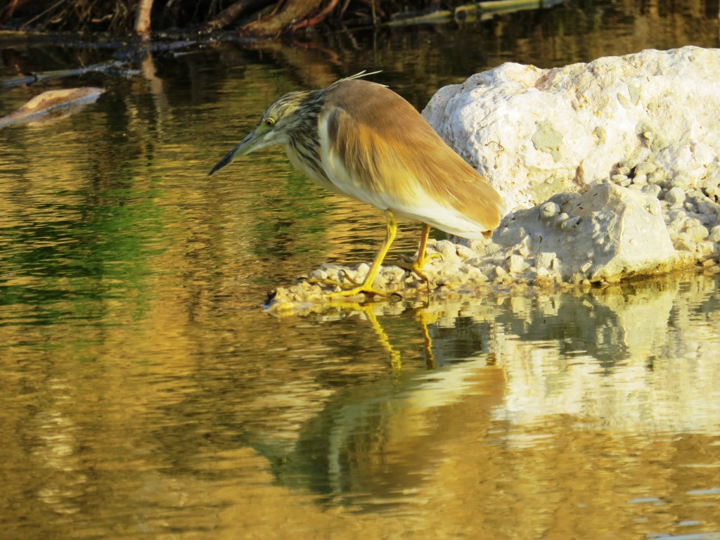 אנפית סוף--19/04/2015-צאלים-אלדד רזניק