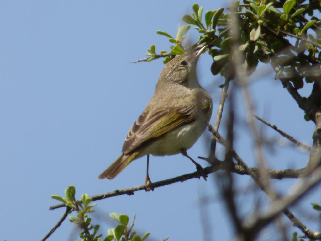 עלווית לבנת-בטן--24/04/2015-כרמיאל-נטיע סולודר