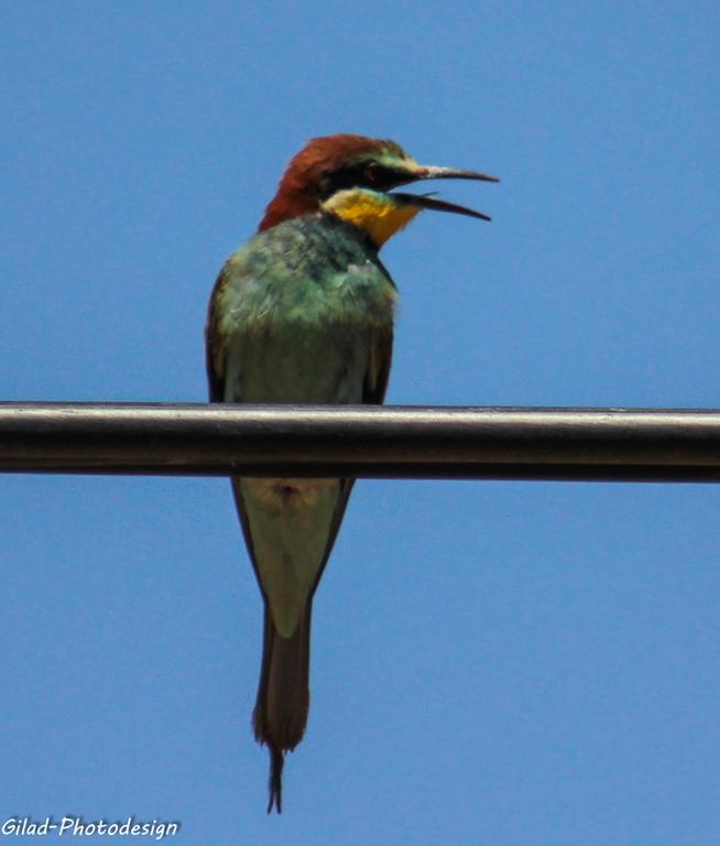 שרקרק מצוי--03/05/2015-יבנה-אלדד רזניק