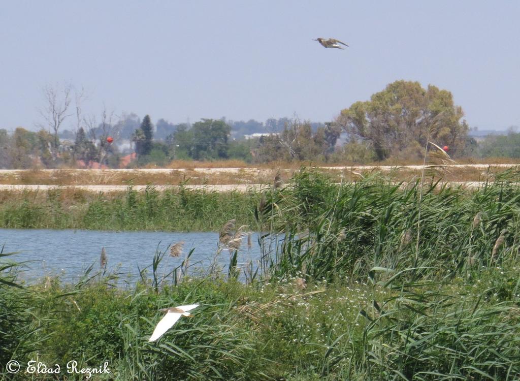 אנפית סוף--04/05/2015-תימורים-אלדד רזניק