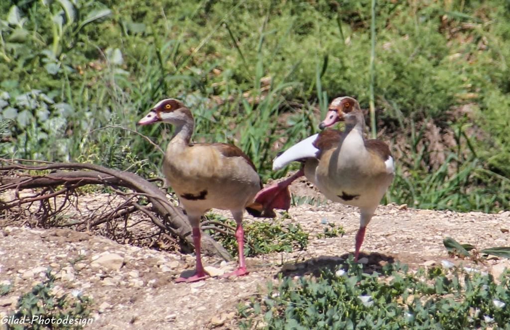 יאורית--18/05/2015-יבנה-אלדד רזניק