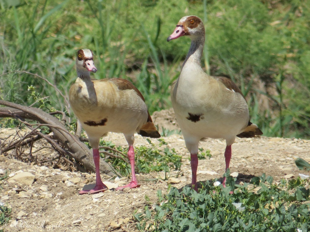 יאורית--18/05/2015-יבנה-אלדד רזניק