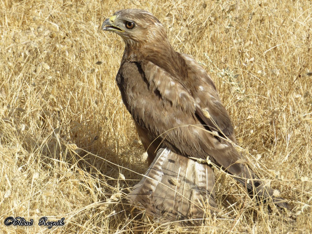 עקב חורף מזרחי--14/06/2015-צאלים-אלדד רזניק