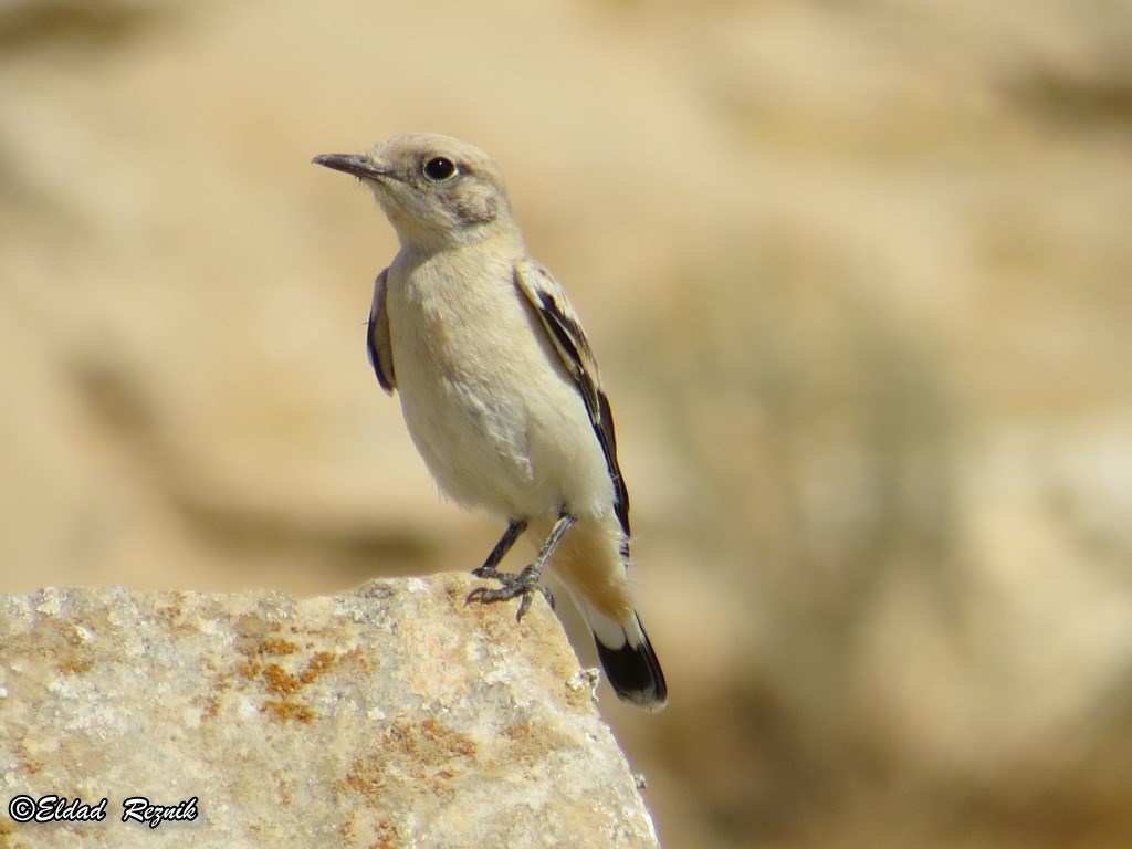 סלעית מדבר--16/06/2015-חולות עגור-אלדד רזניק