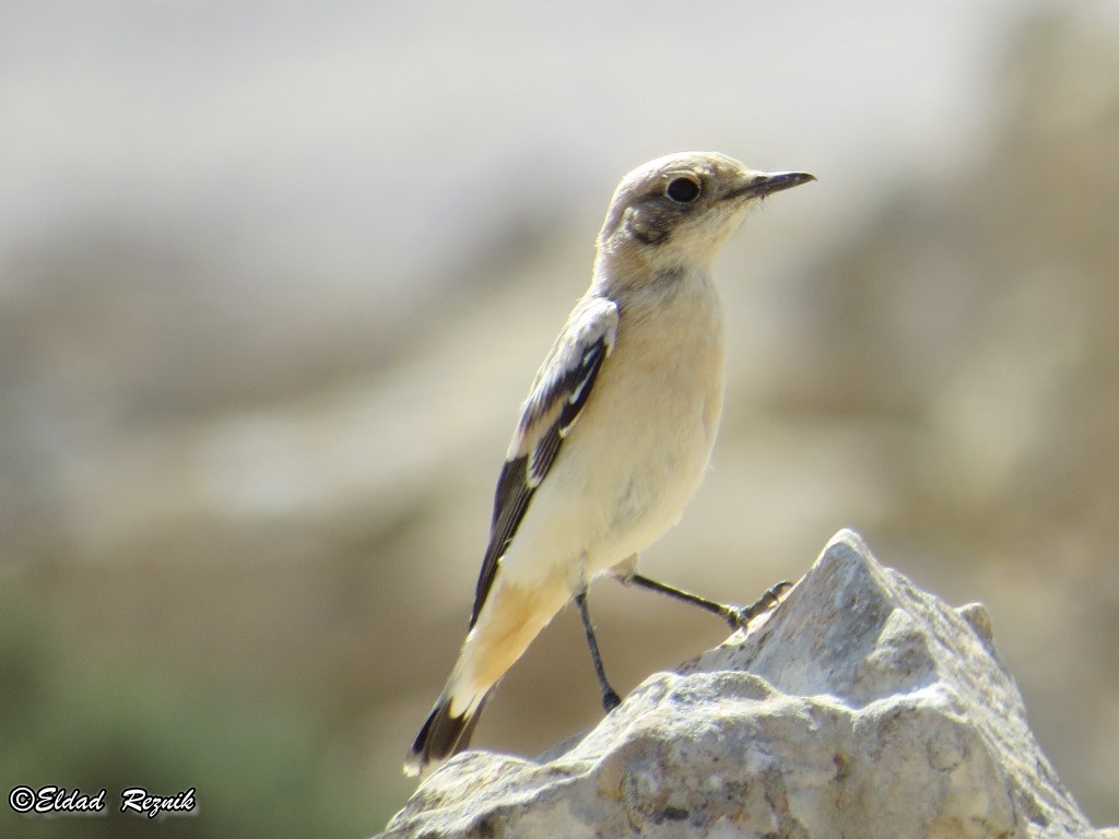 סלעית מדבר--16/06/2015-חולות עגור-אלדד רזניק