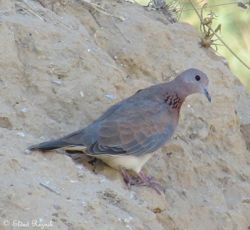 צוצלת--17/07/2015-חצרים-אלדד רזניק