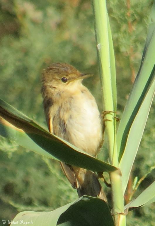 קנית קטנה--17/07/2015-חצרים-אלדד רזניק