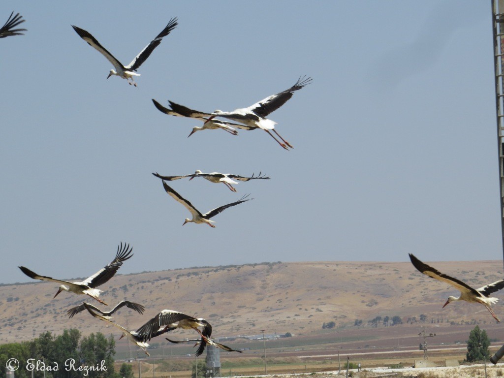 חסידה לבנה--24/07/2015-עין חרוד-אלדד רזניק