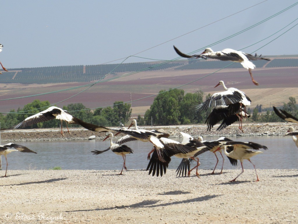 חסידה לבנה--24/07/2015-עין חרוד-אלדד רזניק