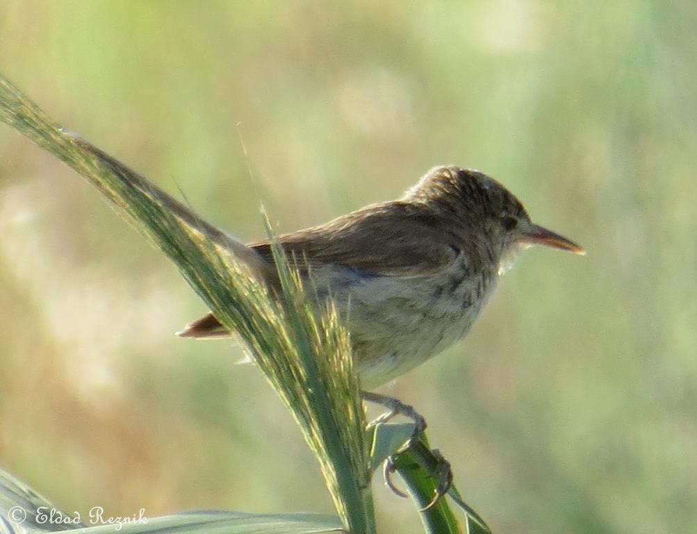 קנית אפריקנית--24/07/2015-בית אלפא-אלדד רזניק