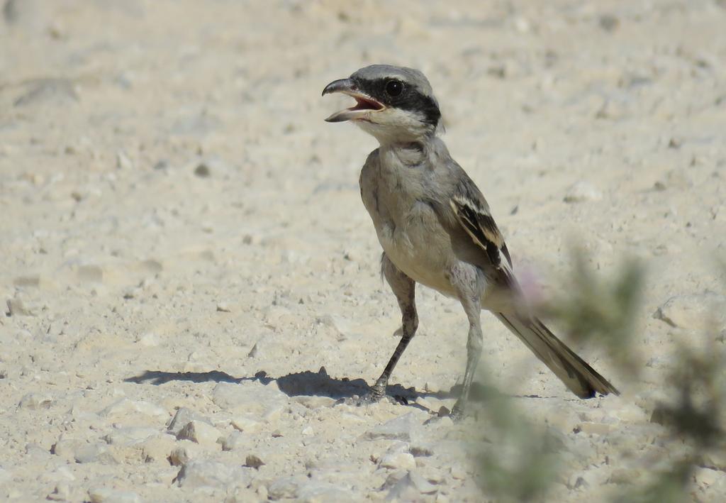 חנקן גדול--24/07/2015-נחל שילה-נתנאל קוה